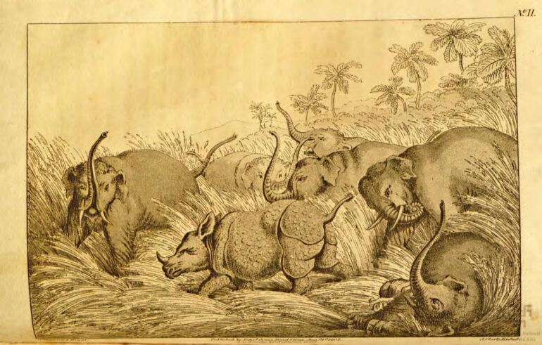 Rhinoceros bayed by elephants