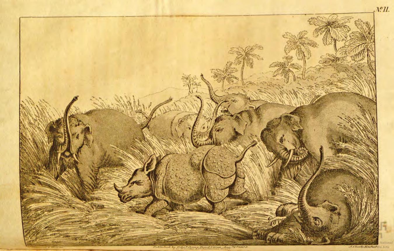 Rhinoceros bayed by elephants