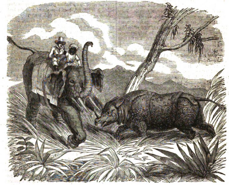 wonders of animated nature