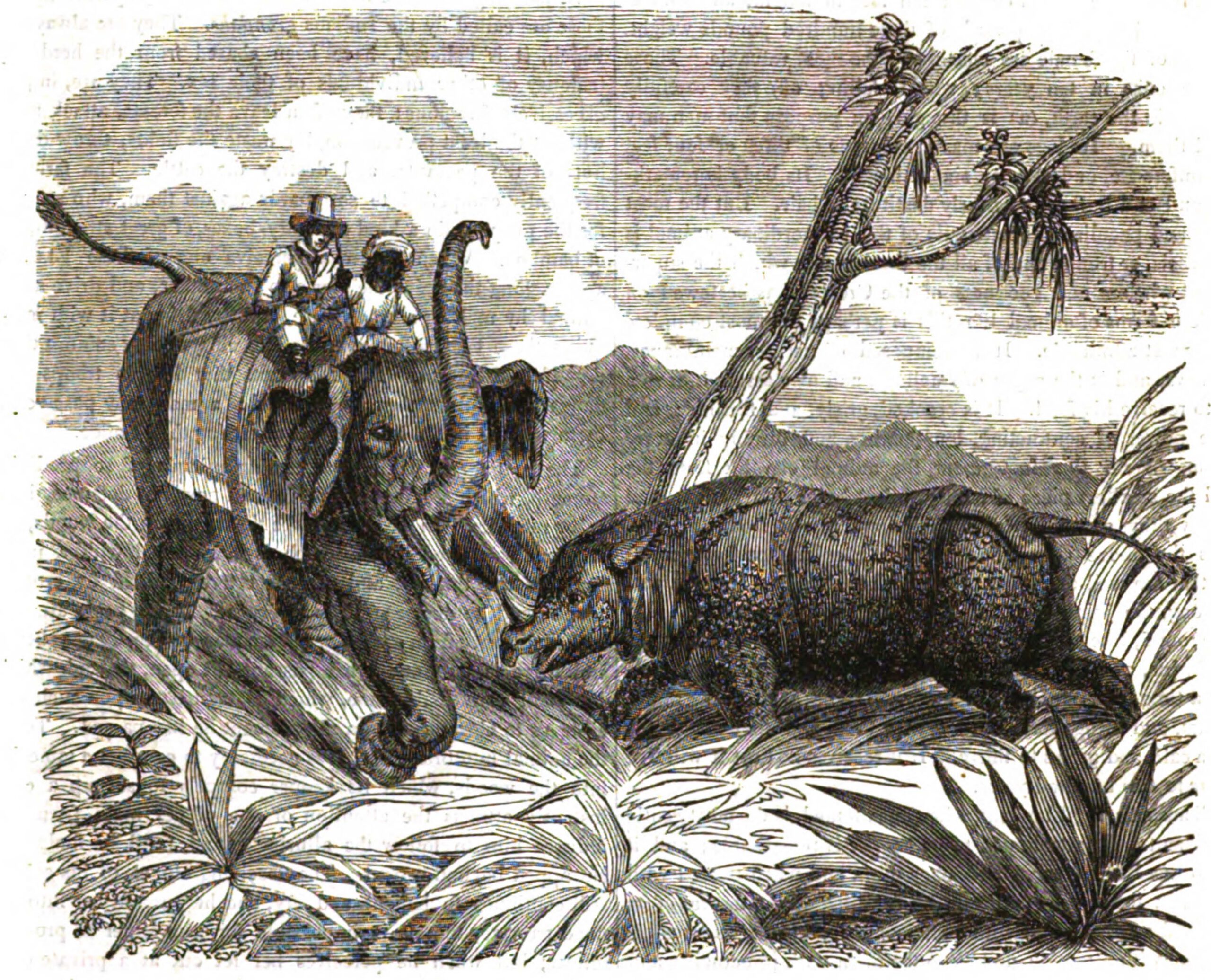 wonders of animated nature