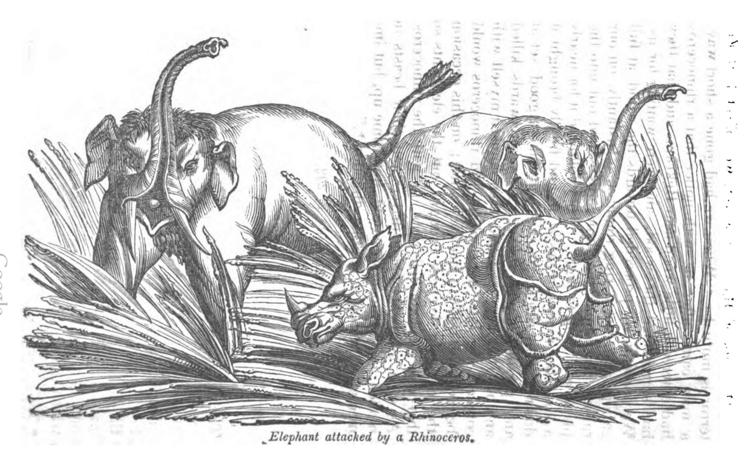 Knight Menageries 1833