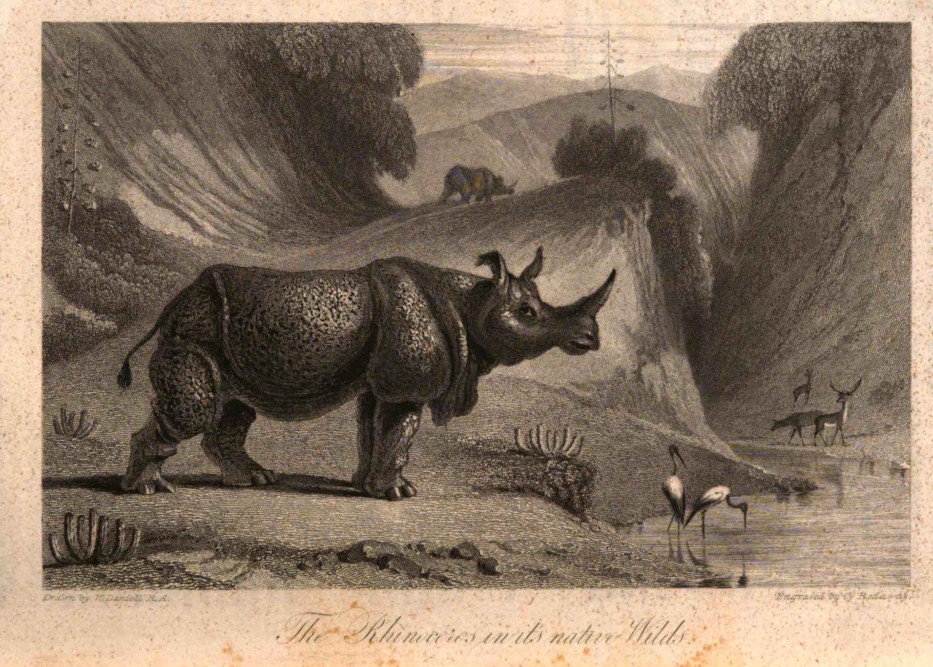 Rhinoceros in its native wilds