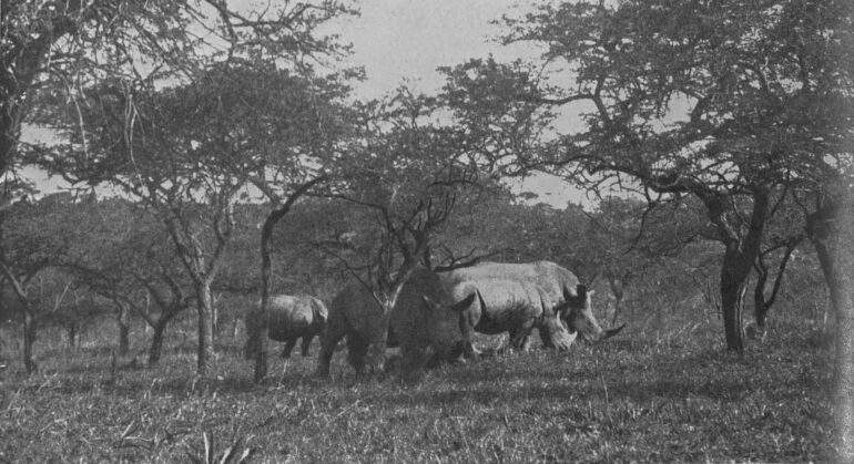 Nile Rhino in Sudan 1933