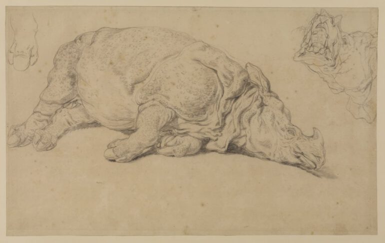 Ridinger Rhino on its side