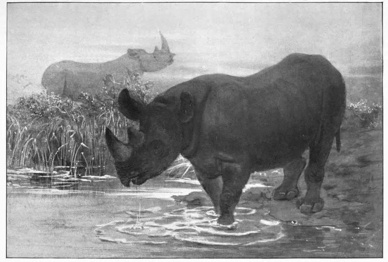 African Rhino after J. Wolf — Rhino Resource Center