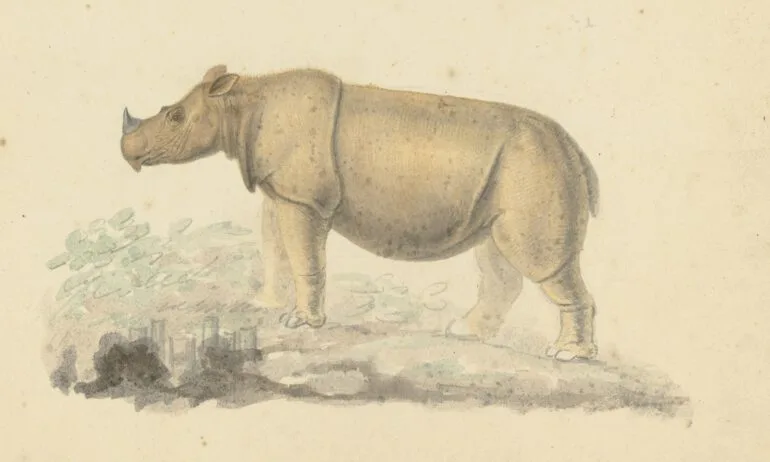 Sumatrensis drawing