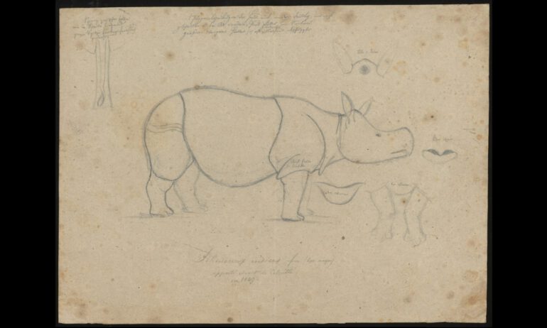 Rhino from Calcutta in 1839