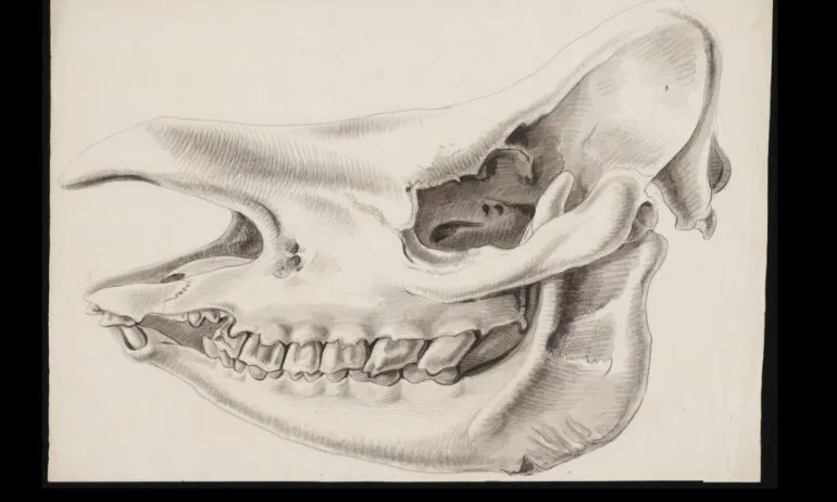 Skull of Javan rhino