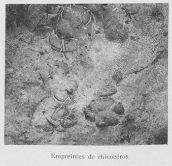 Tracks of West African black rhino