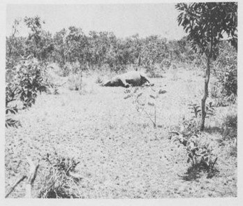 West African black rhino