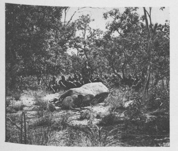 Black rhino in West Africa