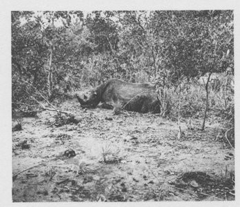 Rhino dead in West Africa