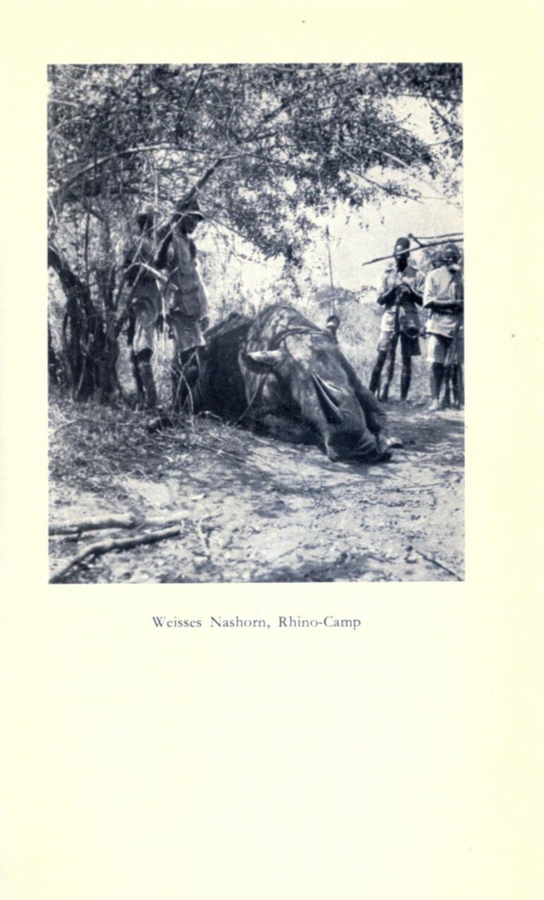 Rhino Camp white rhino