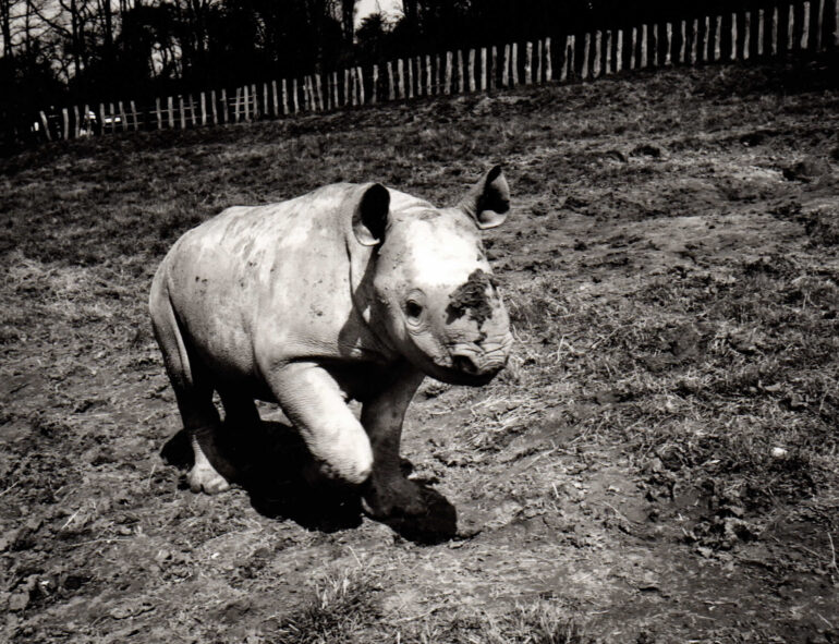 Port Lympne 1992