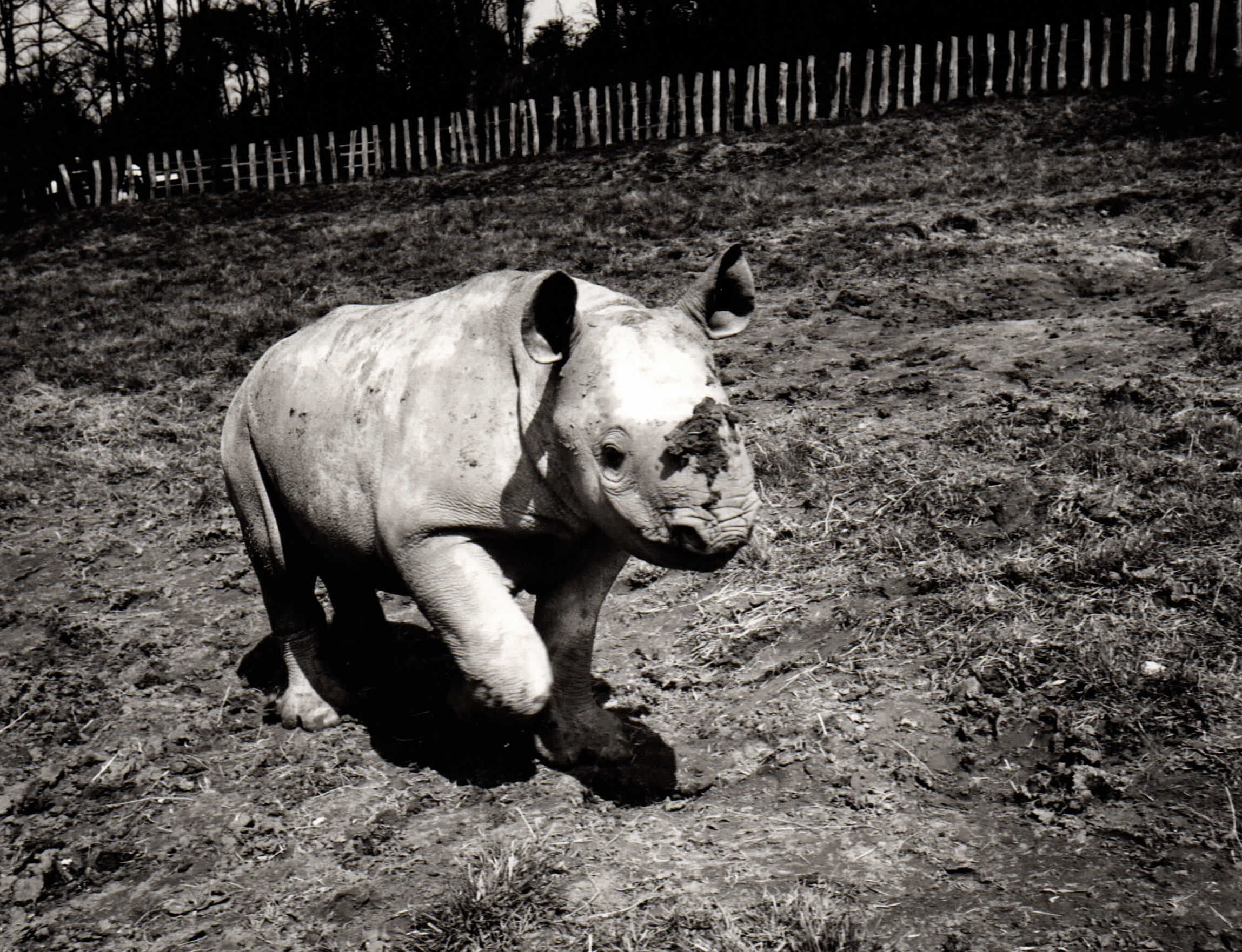 Port Lympne 1992