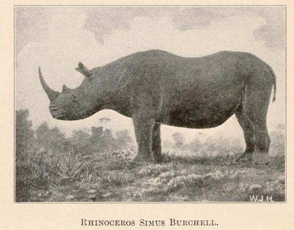 White rhino in Carnegie Museum