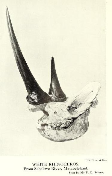 Black rhino from Matabeleland