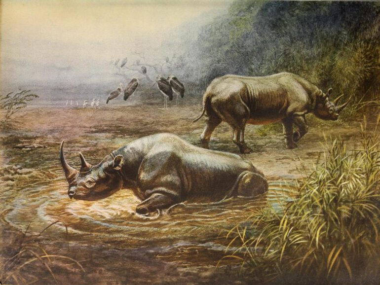 Black rhino in Africa