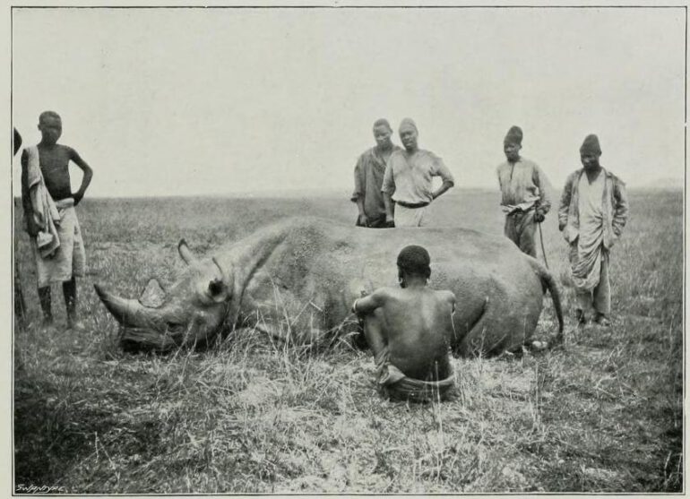 Black rhino in Kenya