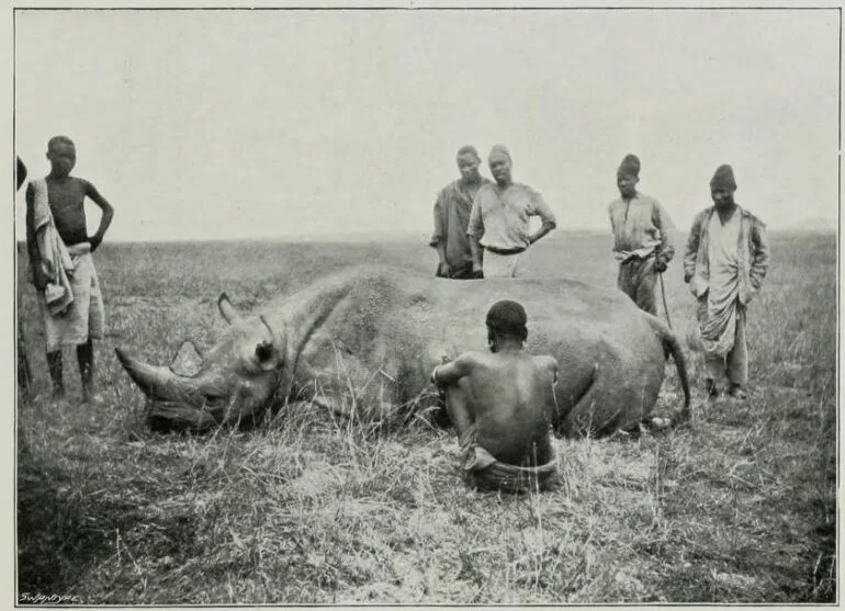 Black rhino in Kenya — Rhino Resource Center