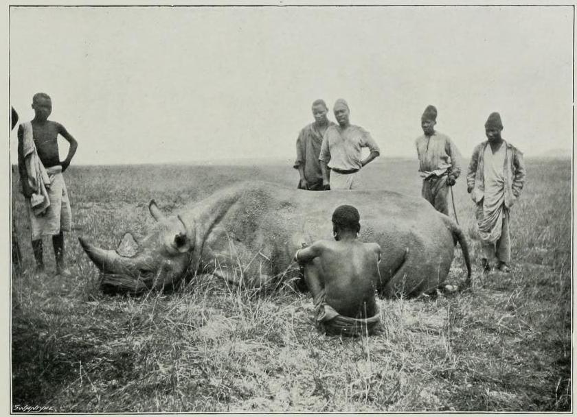 Black rhino in Kenya