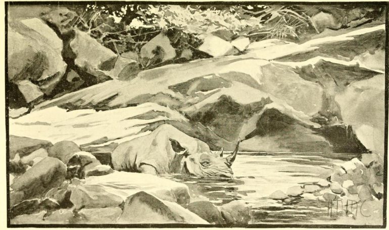 Black rhino in Tertalla