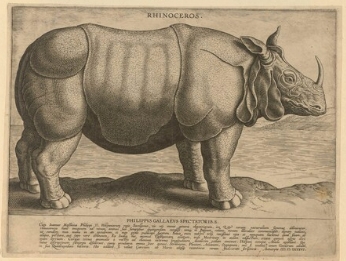 Galle rhino in Albertina
