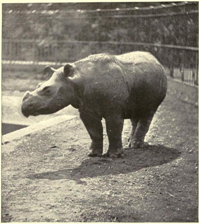 Suamtran photographed by York