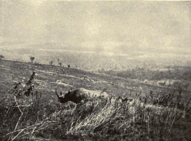 Black rhino charging