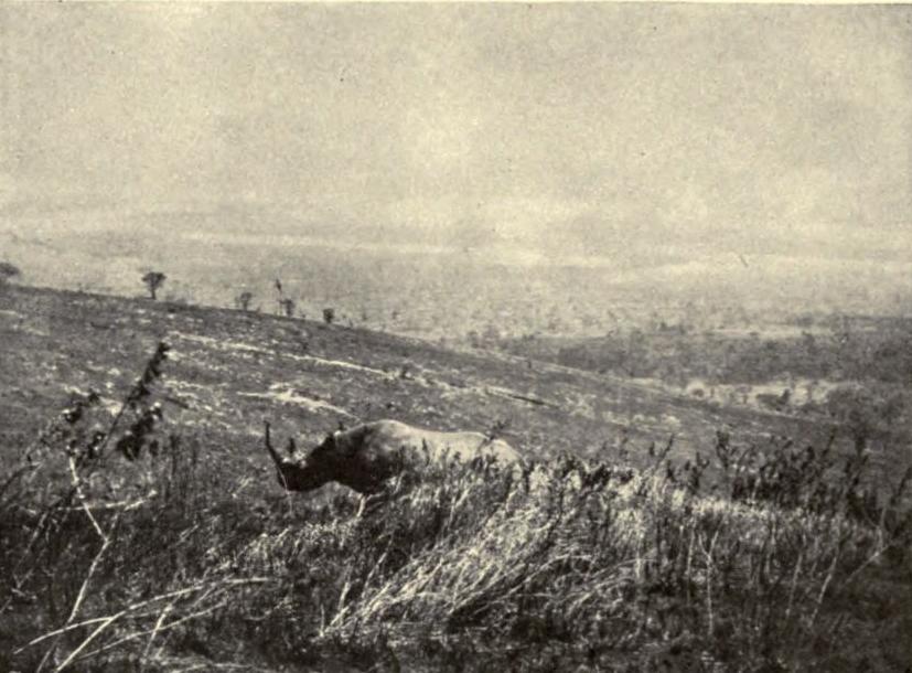 Black rhino charging