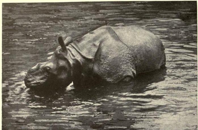 Rhino bathing