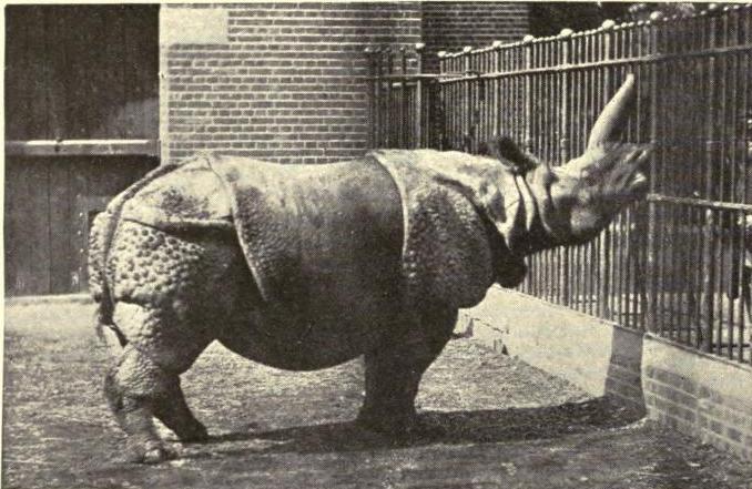 Indian Rhino in London