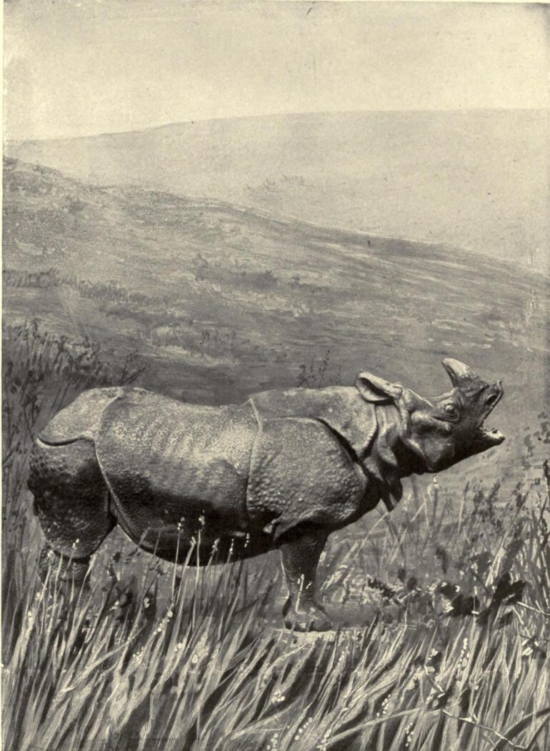 McLellan Indian Rhino