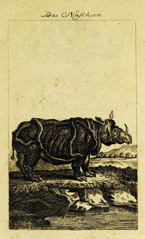 Buffon Nasehorn 1784