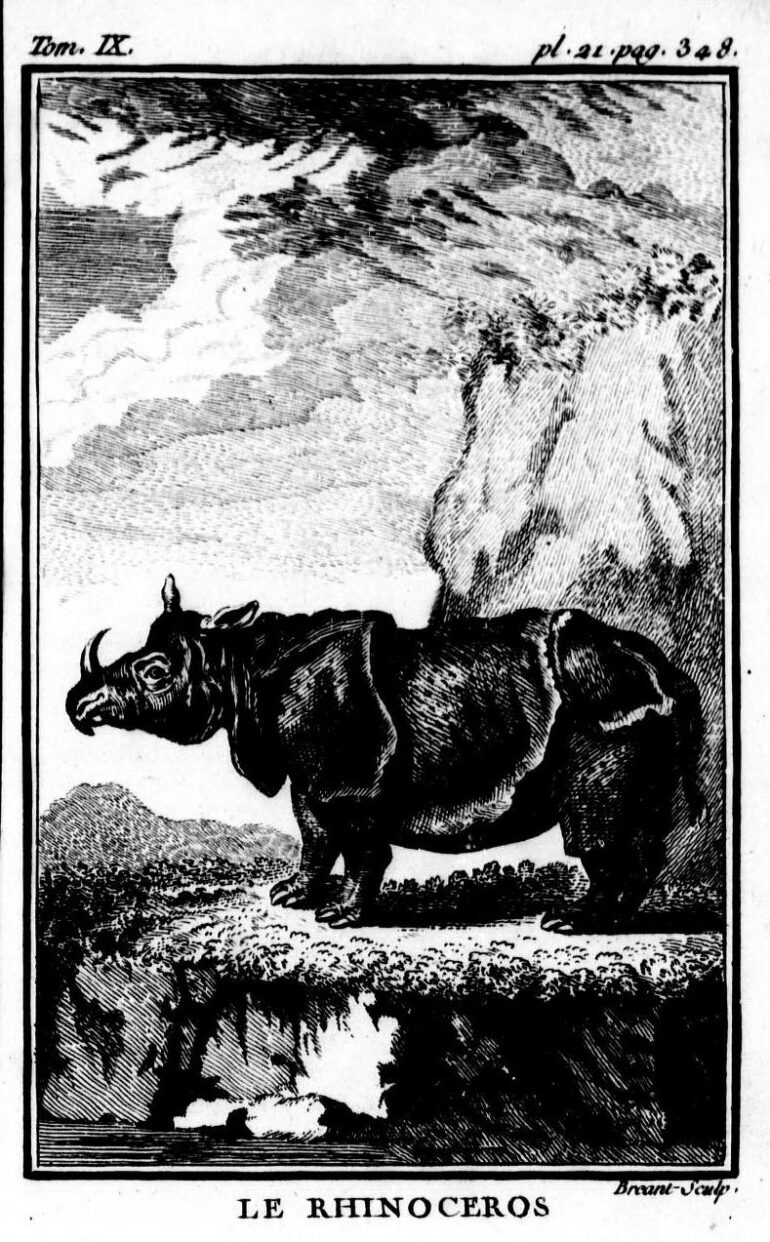 Buffon Rhinoceros by Breant 1769