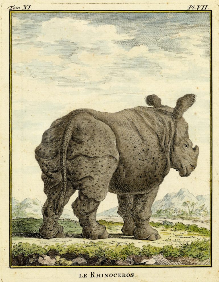 Buffon after Albinus