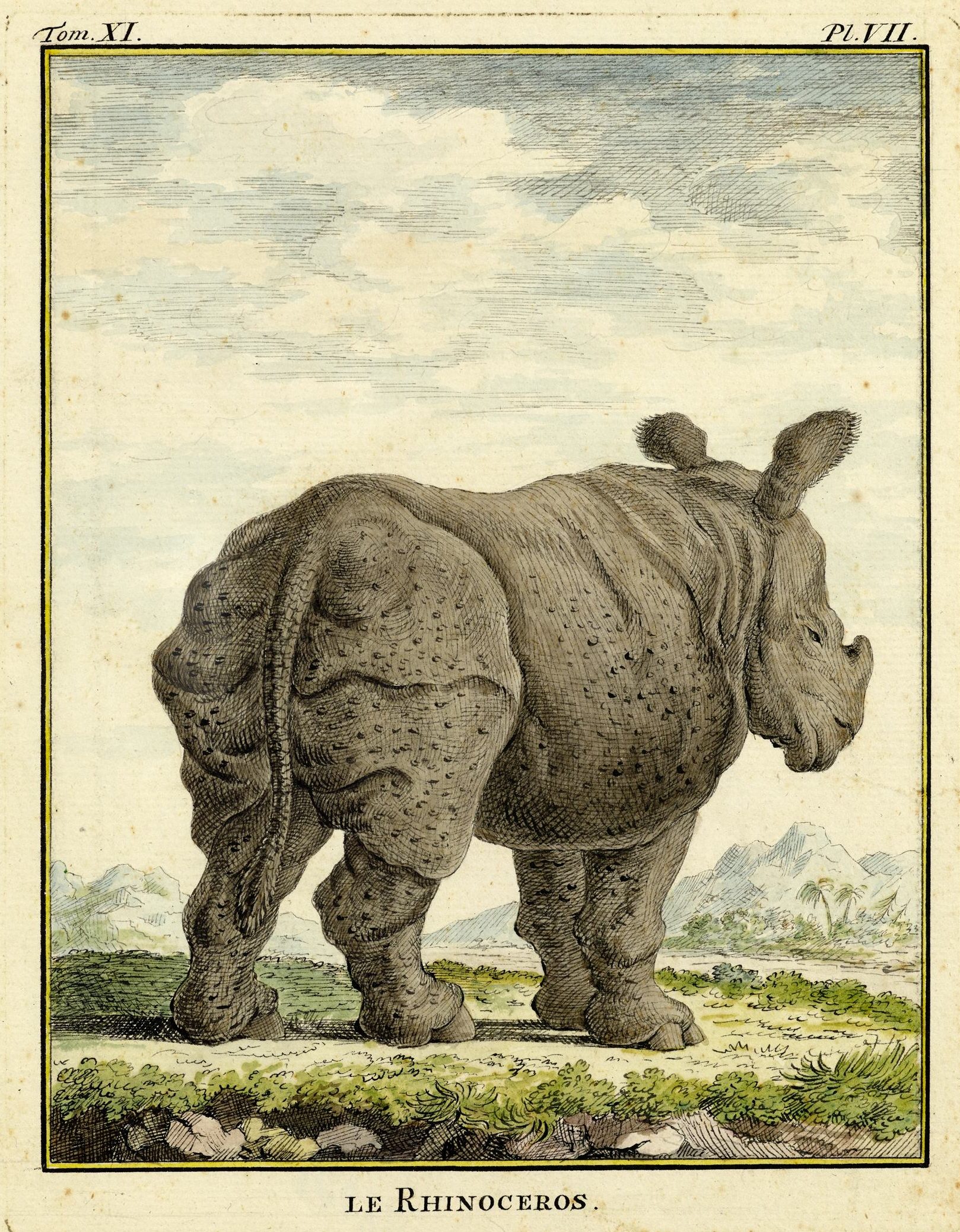 Buffon after Albinus