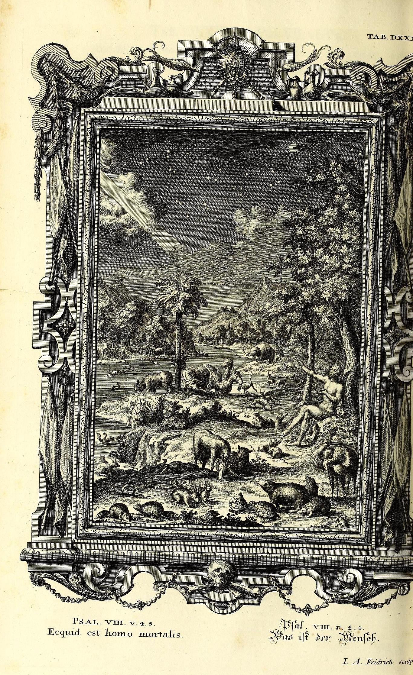 Scheuchzer Physica Sacra pl. 537