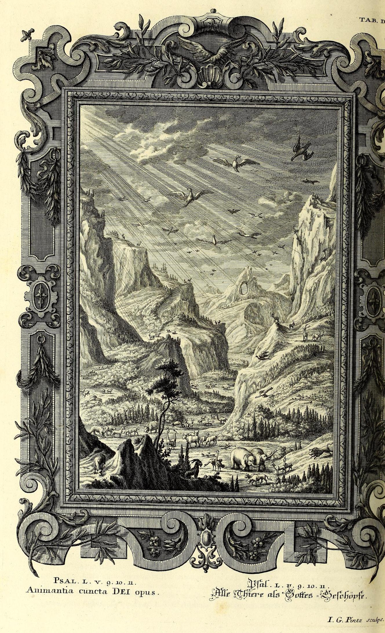 Scheuchzer Physica Sacra pl. 551