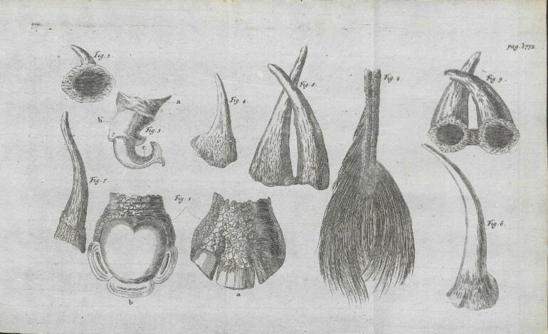 Parsons 1747 German plate 3