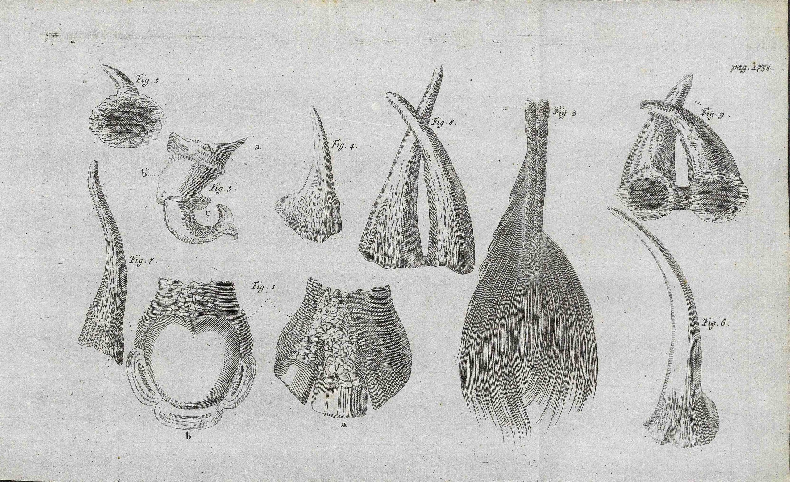 Parsons 1747 German plate 3