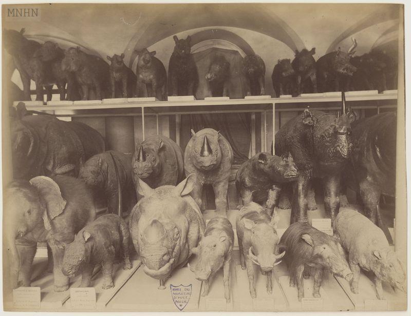 Paris Museum stores