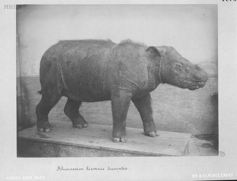 Paris Museum Sumatran