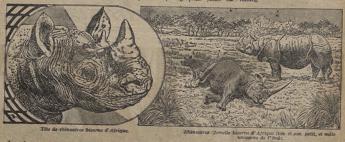 African and Indian rhinos