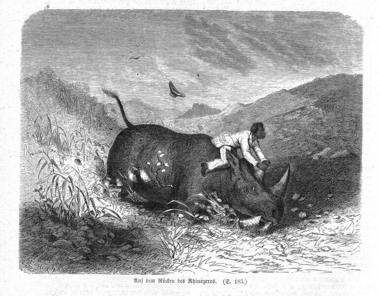 On the back of a rhino