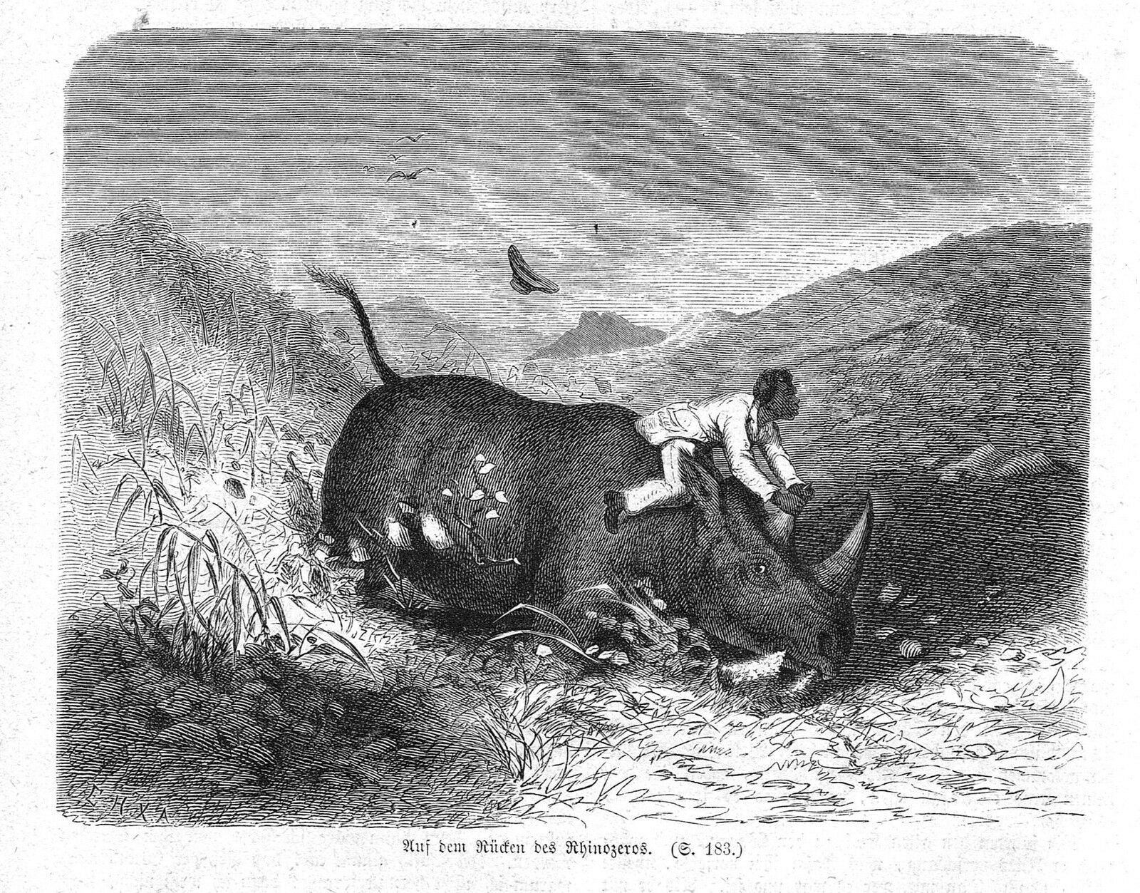 On the back of a rhino