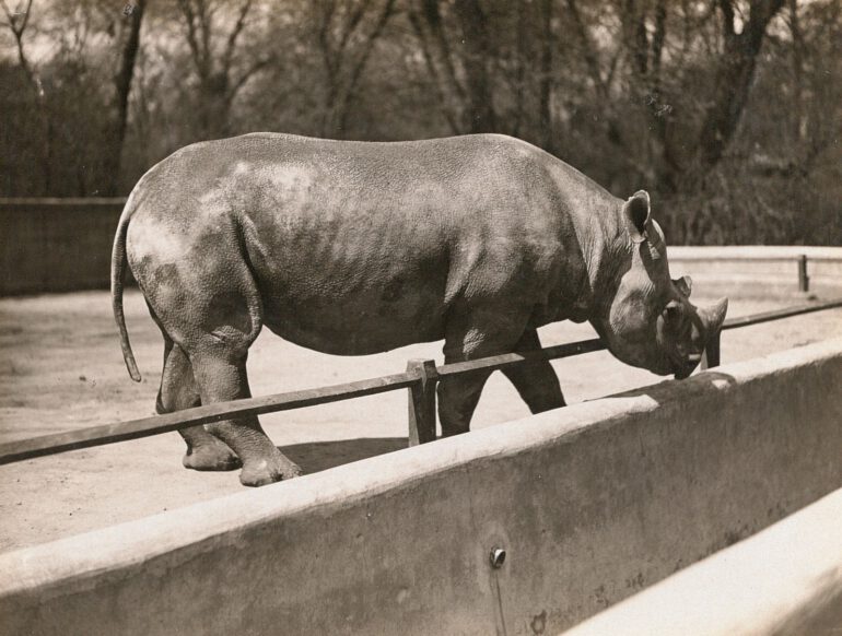 Black rhino in Dresden 1928
