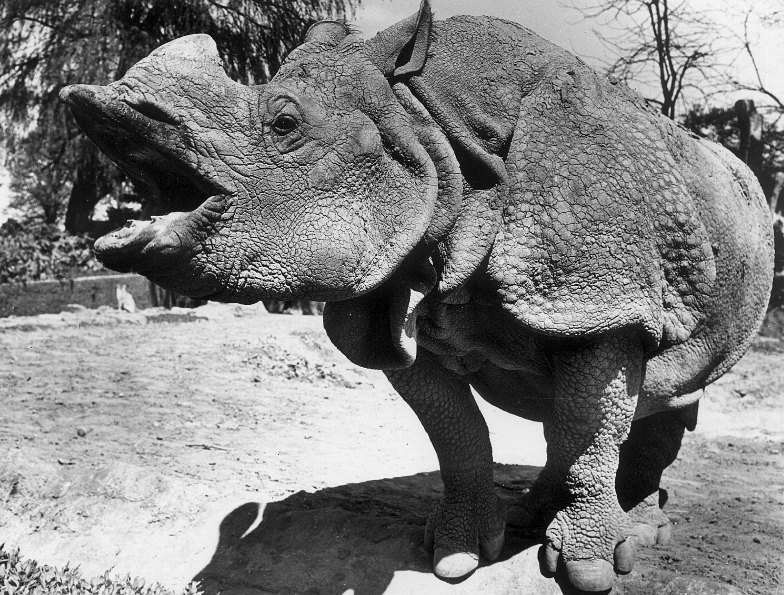 Indian rhino in Hagenbeck 1951