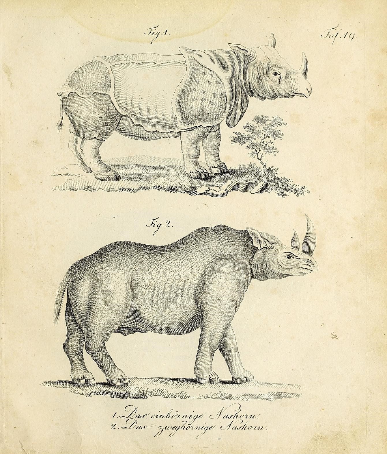 Bechstein 2 types of rhino 1798