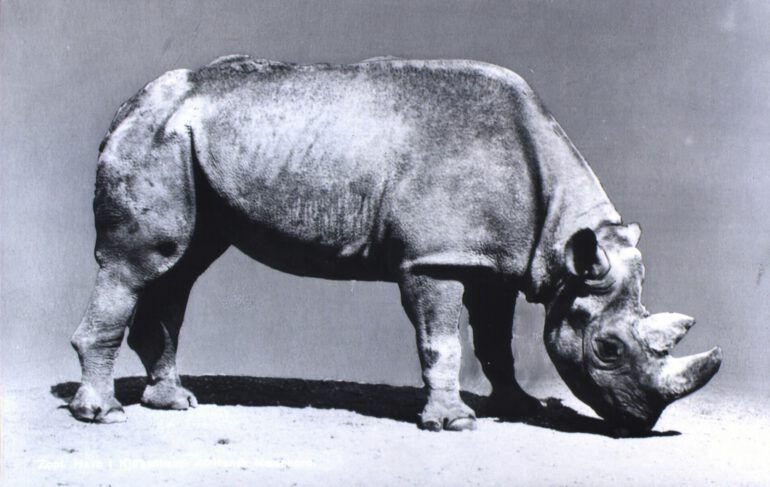 Vopenhagen black rhino